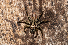 Asaphobelis physonychus