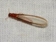 Kalotermitidae