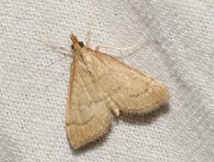 Metasia dicealis