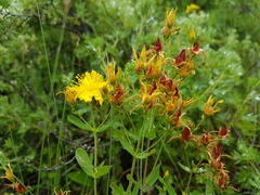 Hypericum attenuatum