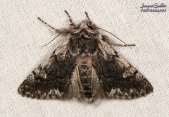 Pleromelloida conserta