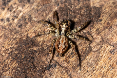 Asaphobelis physonychus