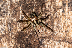 Asaphobelis physonychus