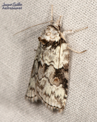 Nycteola