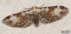 Eupithecia ravocostaliata