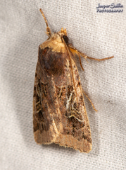 Cerastis enigmatica