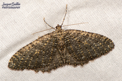 Triphosa californiata