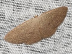 Poecilasthena anthodes