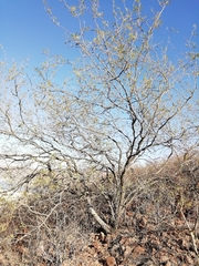 Prosopis glandulosa