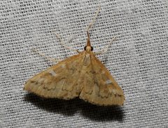 Udea hyalistis
