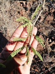 Prosopis glandulosa