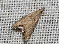 Glaucocharis dilatella