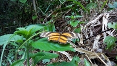 Eresia phillyra phillyra