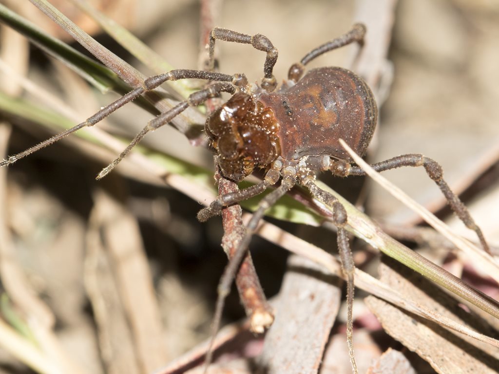 Calliuncus