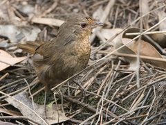 Pycnoptilus floccosus