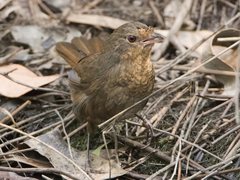 Pycnoptilus floccosus