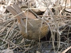 Pycnoptilus floccosus