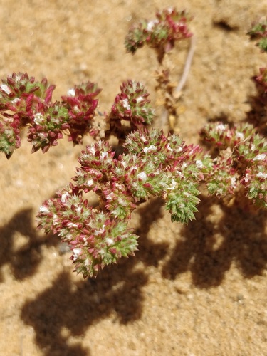Herniaria algarvica