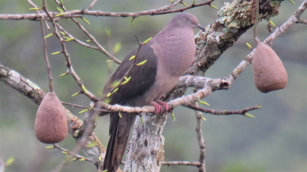 Paloma Plomiza, Patagioenas plumbea