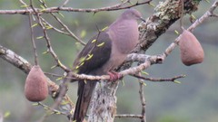 Patagioenas plumbea