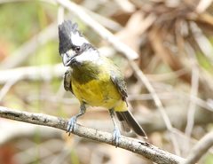 Falcunculus frontatus