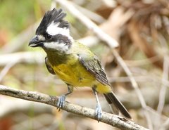 Falcunculus frontatus