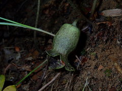 Hexastylis shuttleworthii