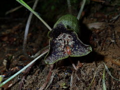 Hexastylis shuttleworthii