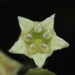 Frangula californica tomentella - Photo (c) nathantay,  זכויות יוצרים חלקיות (CC BY-NC)