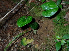 Hexastylis shuttleworthii