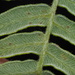 Pteridium aquilinum pubescens - Photo (c) nathantay,  זכויות יוצרים חלקיות (CC BY-NC)