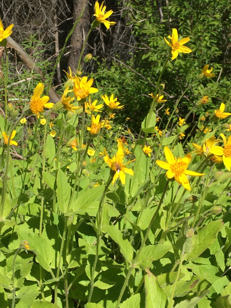 Arnica from Asotin County, WA, USA on June 19, 2024 at 11:07 AM by John ...