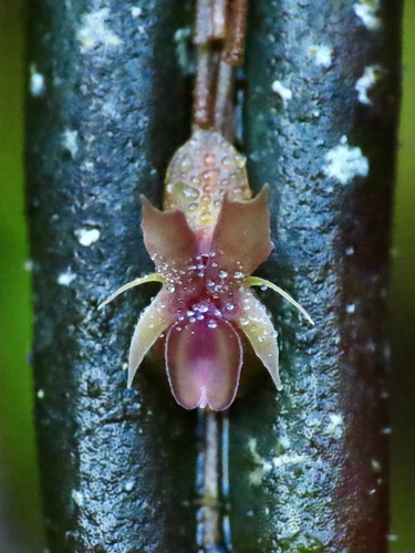 Blunt Point Lepanthes (Lepanthes mucronata) · iNaturalist