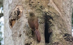 Dendrexetastes rufigula