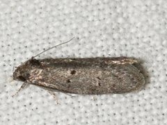 Ericrypsina chorodoxa