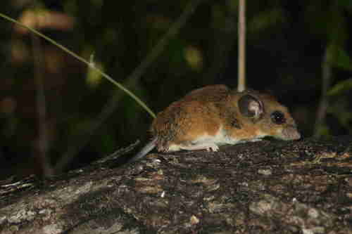 Yucatán Deer Mouse