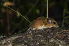 Peromyscus yucatanicus badius