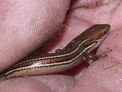 Pseudemoia rawlinsoni