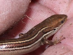 Pseudemoia rawlinsoni