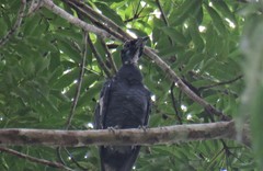 Gymnoderus foetidus
