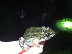 Leptodactylus melanonotus