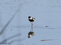 Erythrogonys cinctus