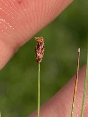 Eleocharis tenuis