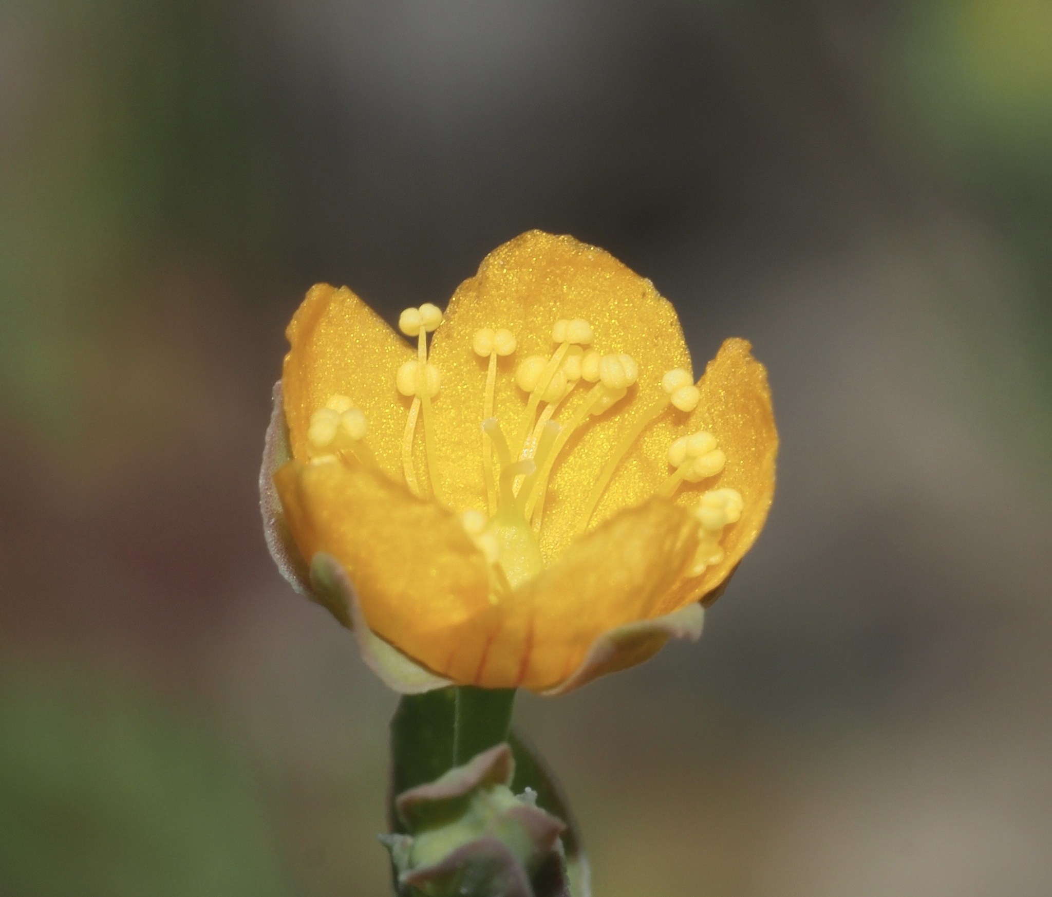 Hypericum anagalloides