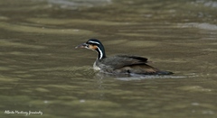 Heliornis fulica