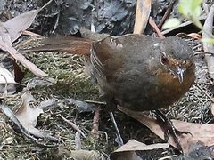 Pycnoptilus floccosus