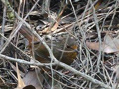 Pycnoptilus floccosus