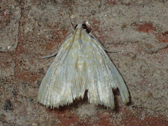 Glaphyria glaphyralis