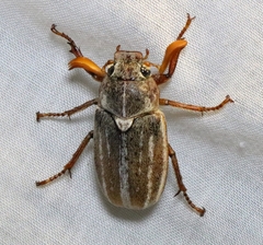 Polyphylla occidentalis