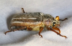 Polyphylla occidentalis